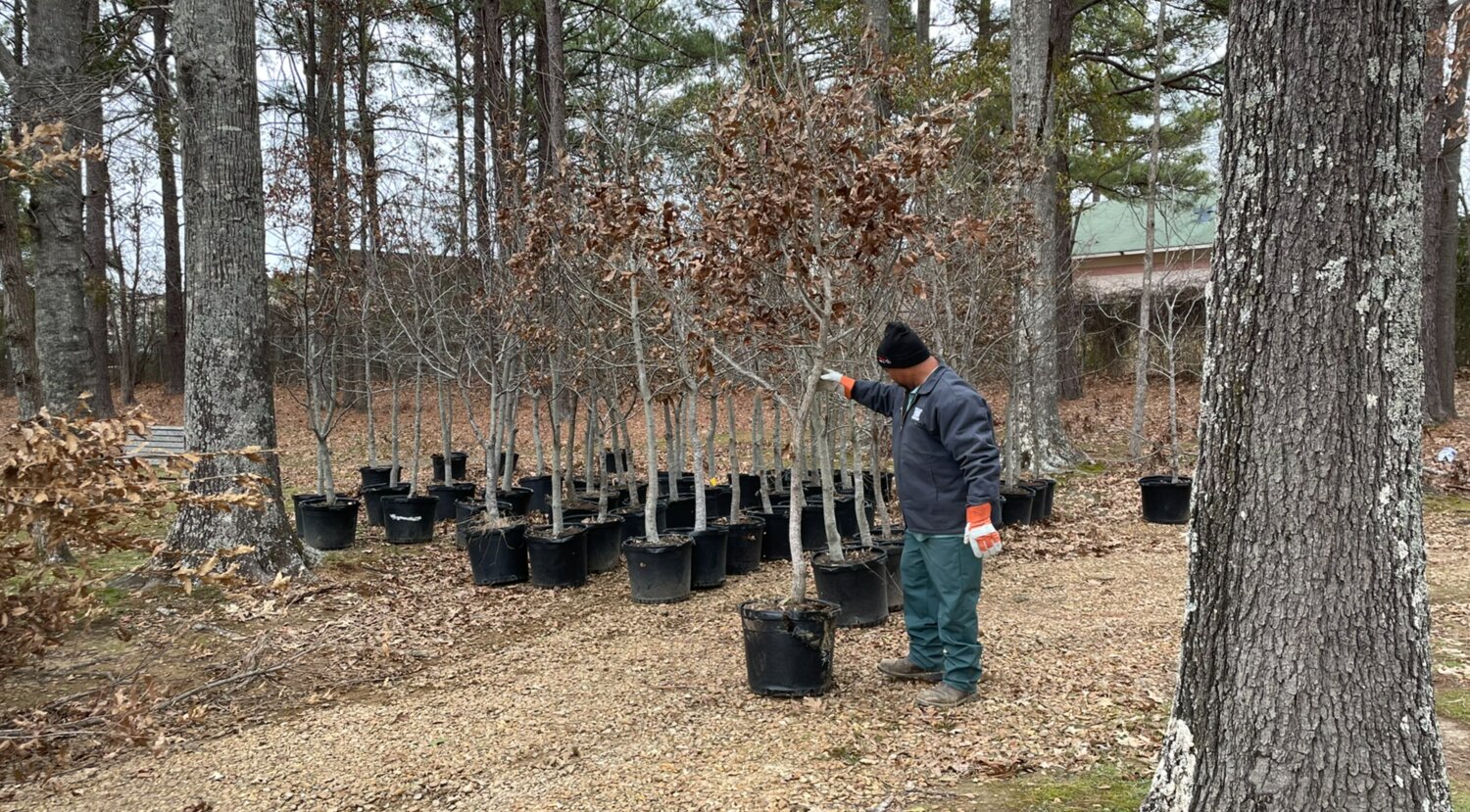 Over 100 oak trees were recently donated to the city of Ridgeland.